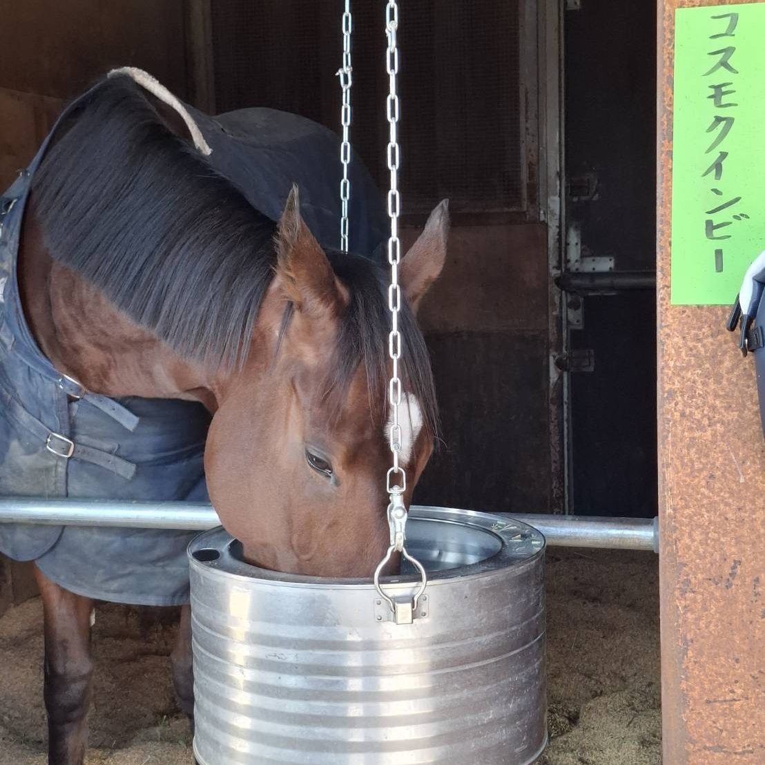 コスモクイーンビー